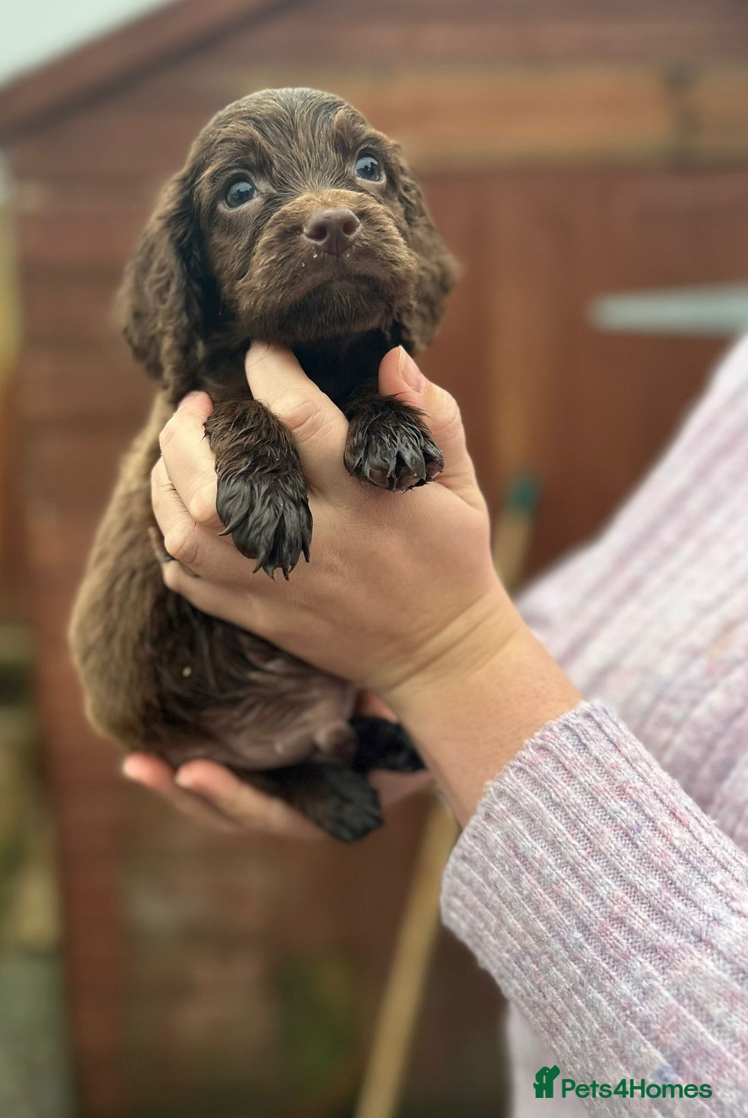 Sprocker dogs for sale: Sprocker spaniel puppies - Advert 6