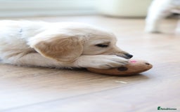 Golden Retriever dogs for sale: Golden retriever pupies  - Image 5