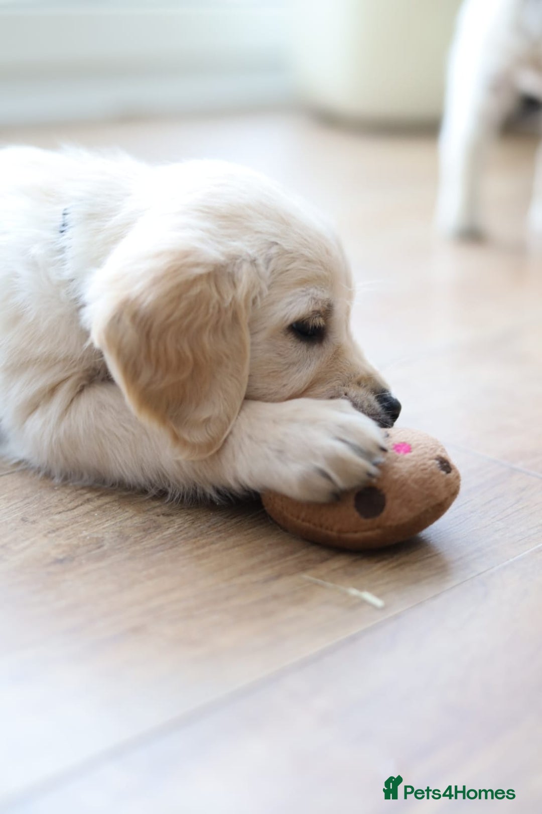 Golden Retriever dogs for sale: Golden retriever pupies  - Image 5