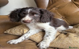 Sprocker dogs for sale: 8 glorious sprocker pups  - Image 20