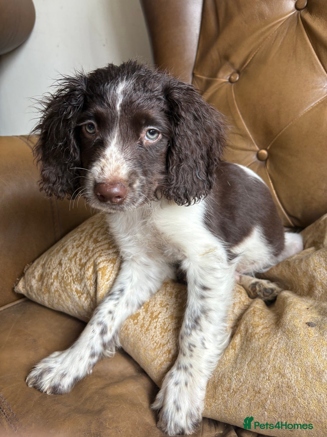 Sprocker dogs for sale: 8 glorious sprocker pups  - Image 20