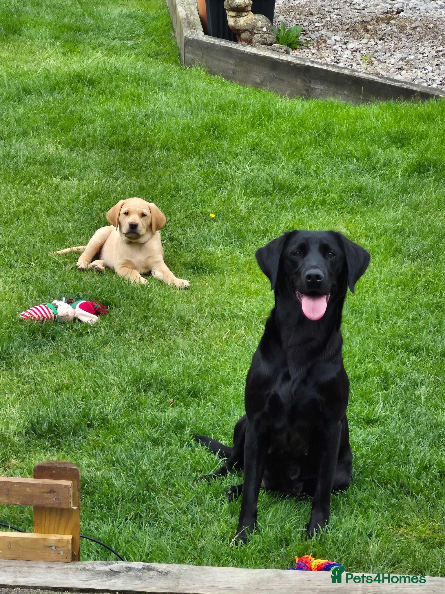 Labrador Retriever dogs Labrador pups - Advert 2