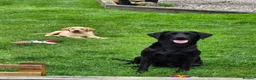 Labrador Retriever dogs for sale: Labrador pups - Advert 2