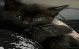 RagaMuffin cats for sale: Ragamuffin kittens  - Image 9