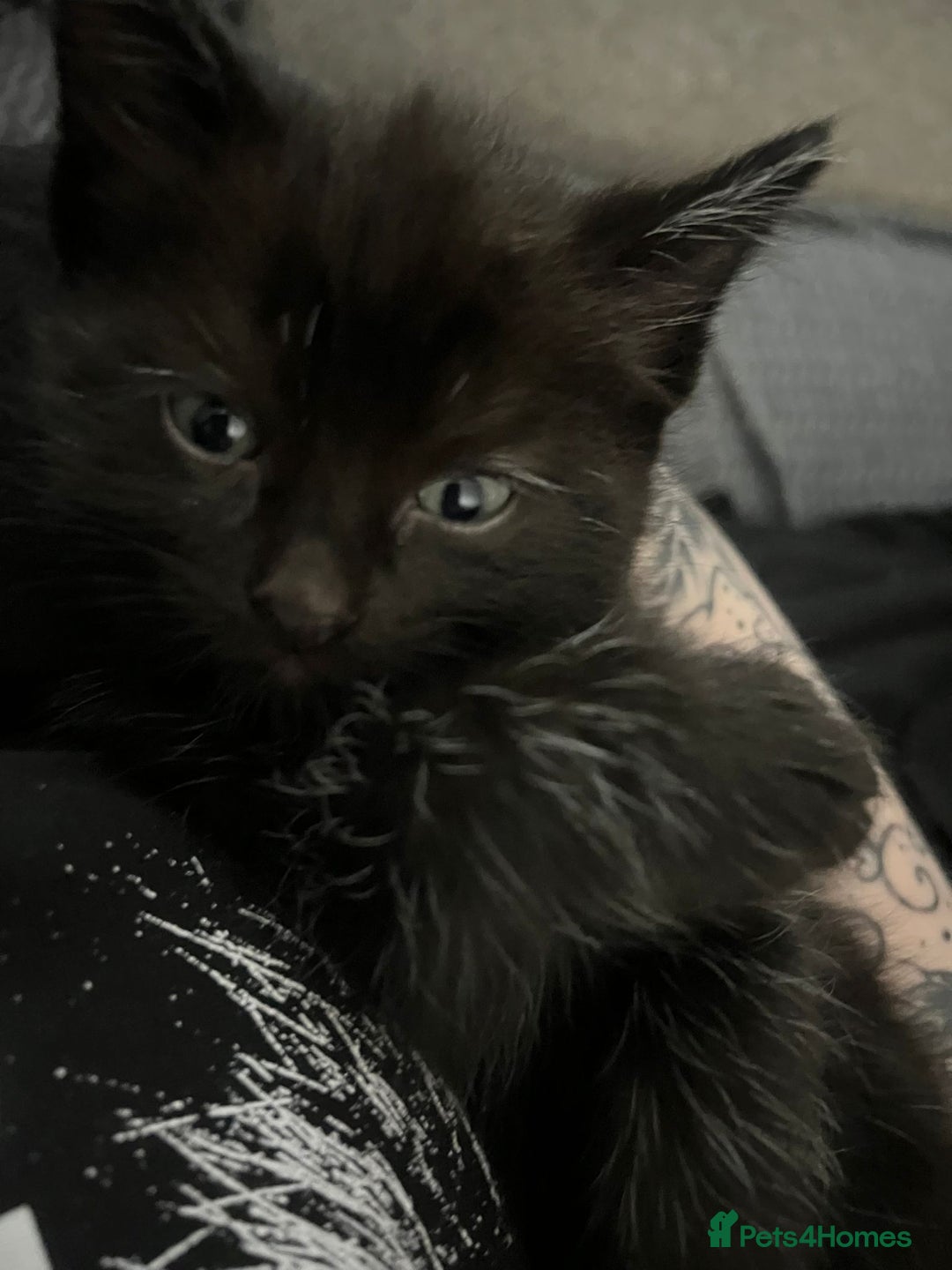 RagaMuffin cats for sale: Ragamuffin kittens  - Image 9