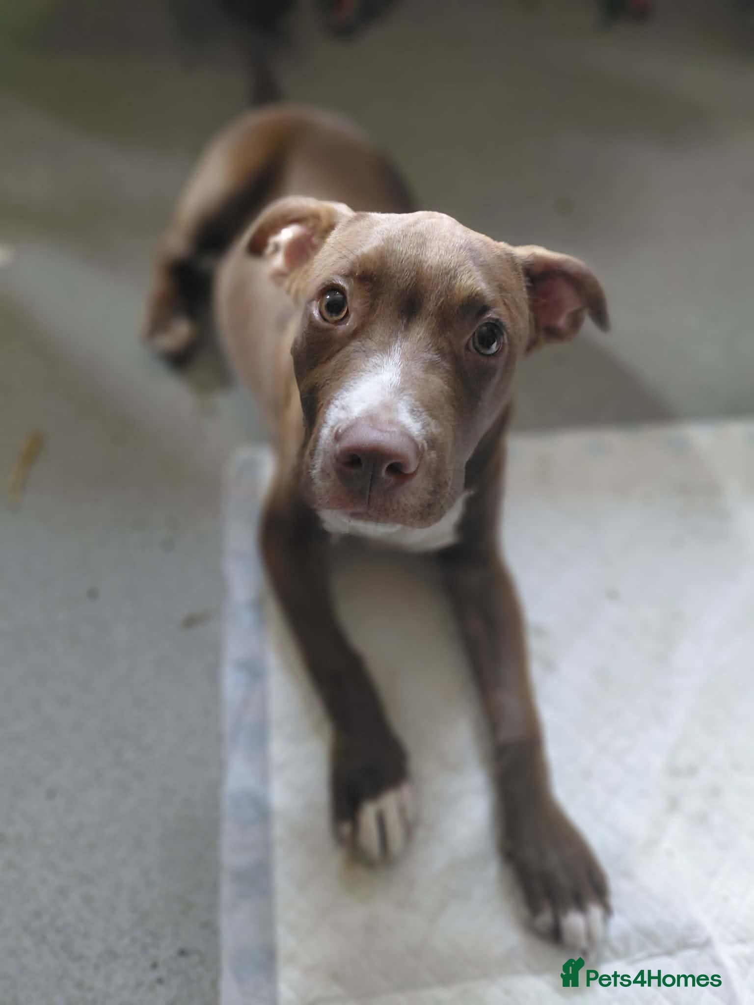Mixed Breed dogs Bully x American bulldog pup - Advert 2