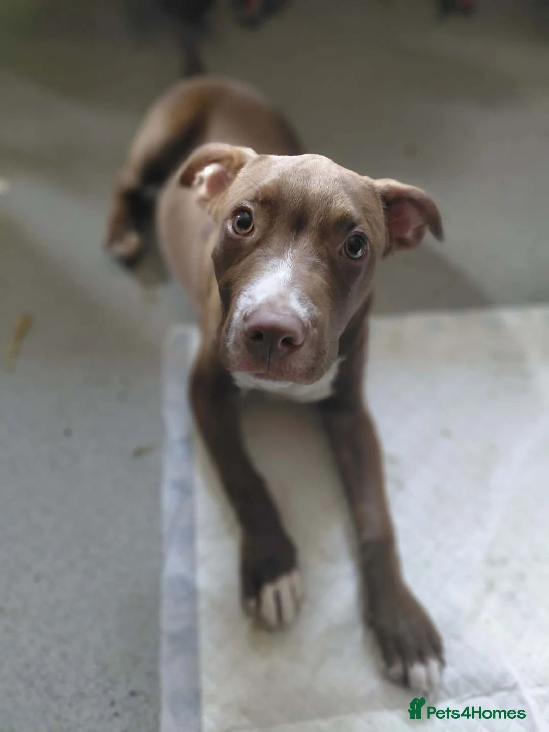 Mixed Breed dogs for sale: Bully x American bulldog pup in Porth - Advert 1