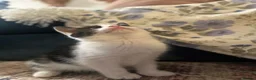 Domestic Shorthair cats for sale: Stunning litter off kittens - Advert 20