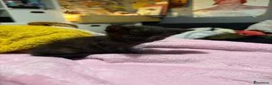 Tortoise shell female kitten