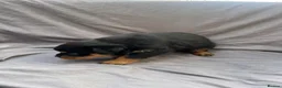 Rottweiler dogs for sale: Rottweiler pups - Advert 27