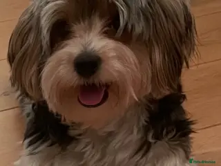 Biewer Terrier dogs Biewer Terrier puppies - Advert 1