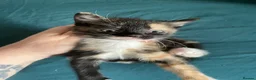 Mixed Breed cats for sale: 3 kittens looking for there forever home…………………….. - Advert 1