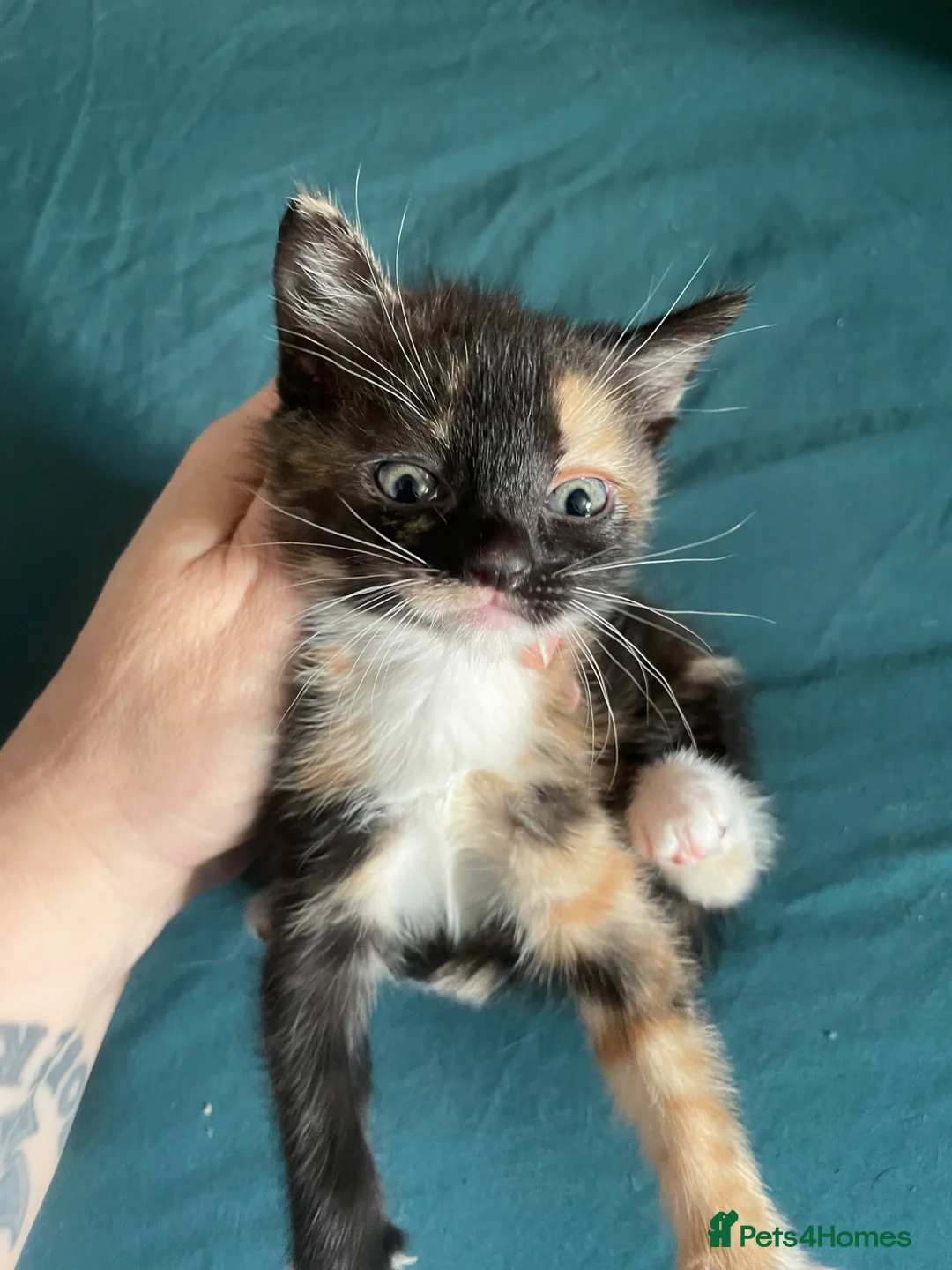 Mixed Breed cats for sale: 3 kittens looking for there forever home…………………….. - Advert 1