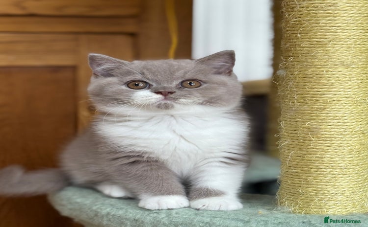 British Shorthair cats - Advert 16