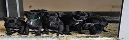 Mixed Breed dogs for sale: Canis Panther Pups - Advert 14