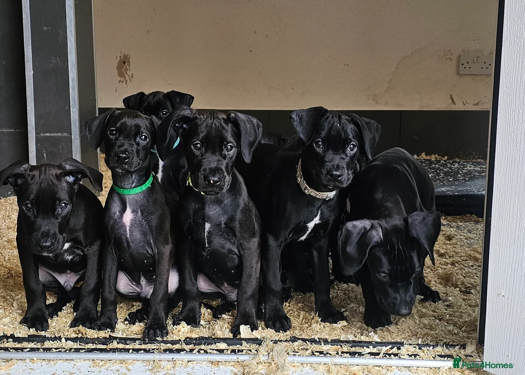 Mixed Breed dogs for sale: Canis Panther Pups - Advert 14