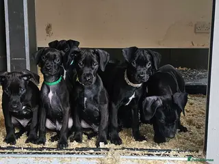 Mixed Breed dogs Canis Panther Pups - Advert 2