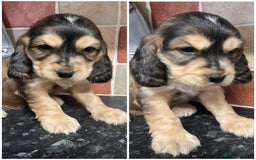 Cocker Spaniel dogs for sale: ⭐️ Stunning Show-Type Cocker Spaniel Puppy ⭐️ - Image 1
