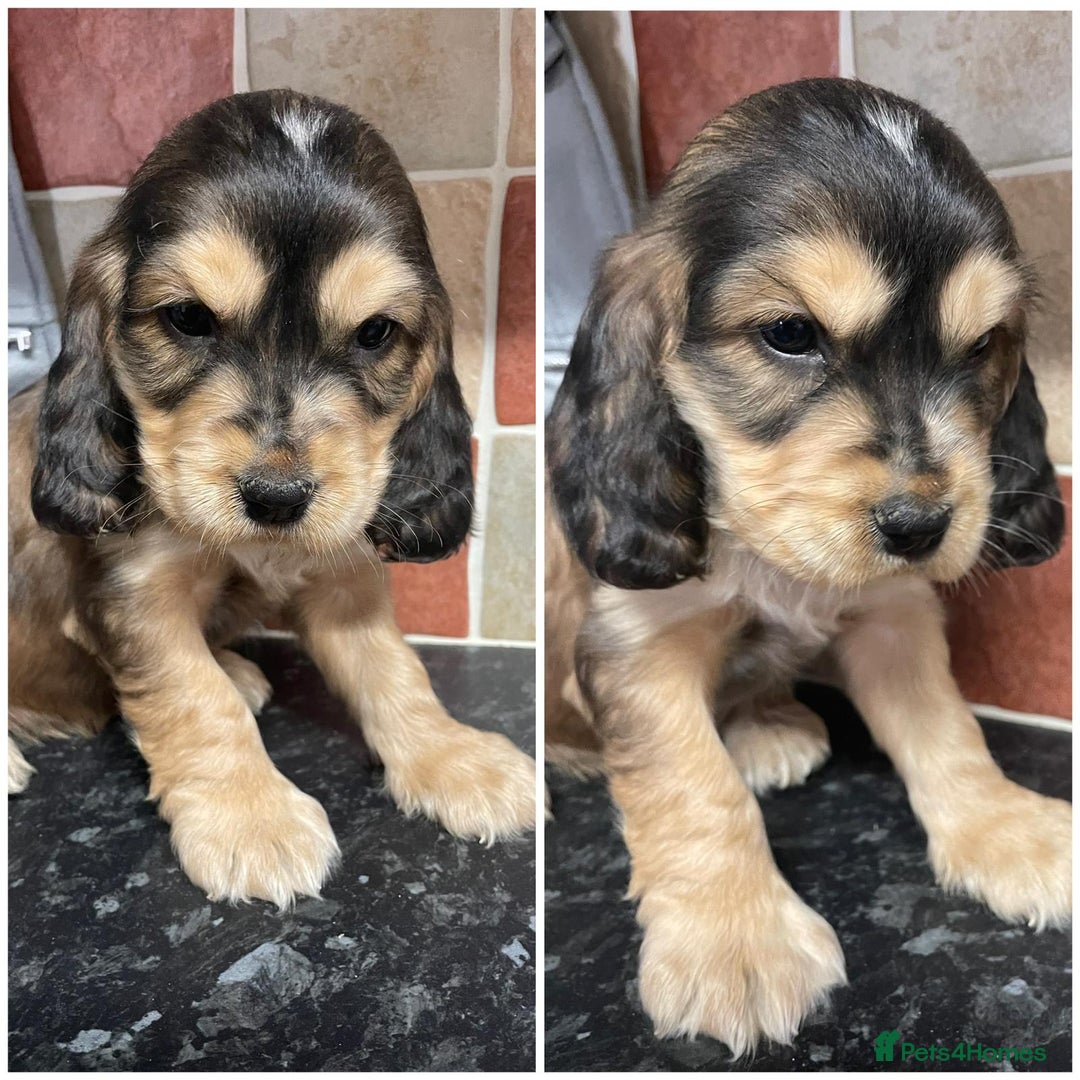 Cocker Spaniel dogs for sale: ⭐️ Stunning Show-Type Cocker Spaniel Puppy ⭐️ - Image 1