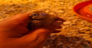 Quail poultry - Advert 12