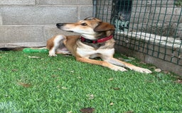Mixed Breed dogs for adoption: Meet Barney, currently residing in Cheshire  in Nantwich - Image 12
