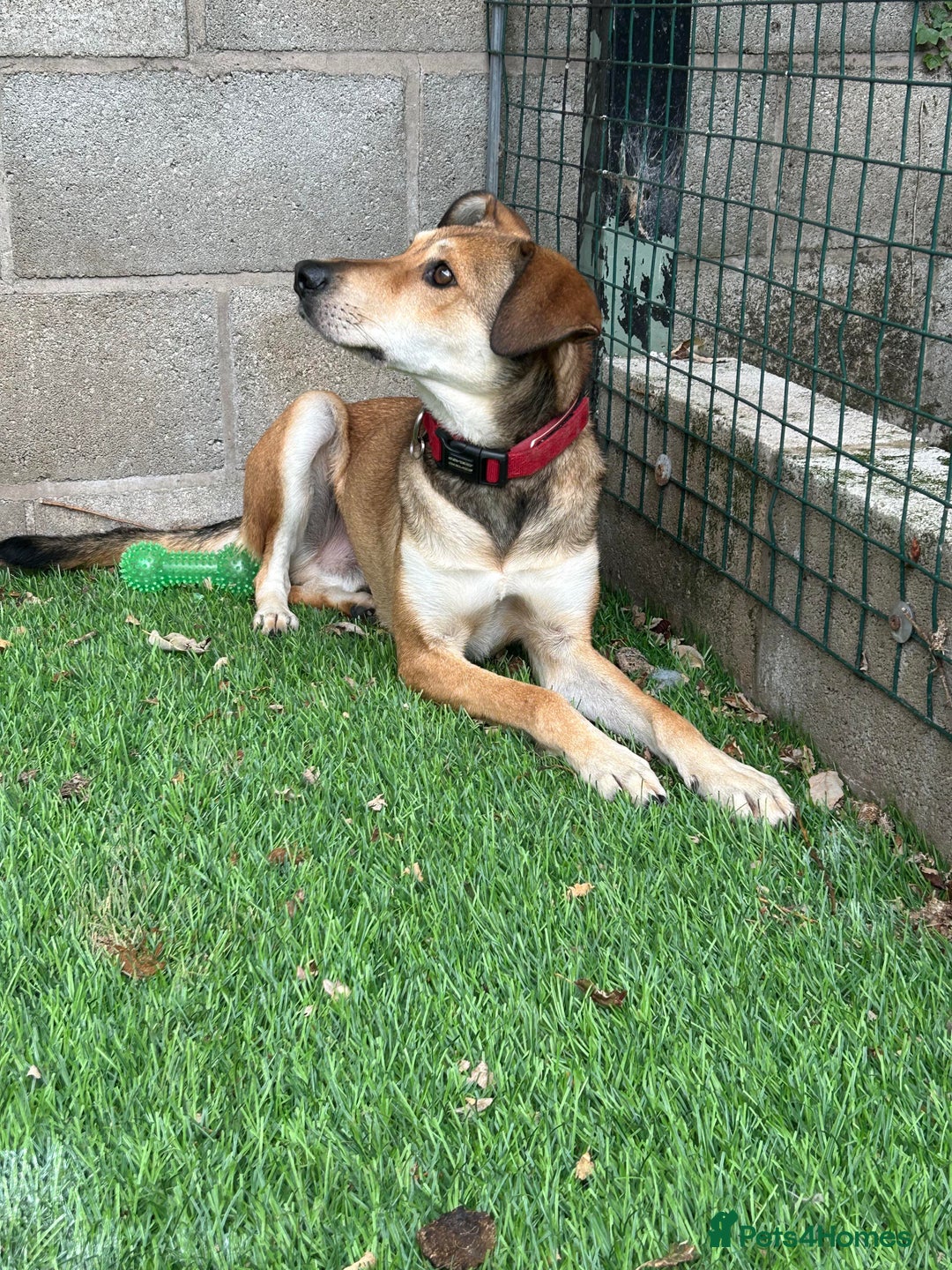 Mixed Breed dogs for adoption: Meet Barney, currently residing in Cheshire  in Nantwich - Image 12