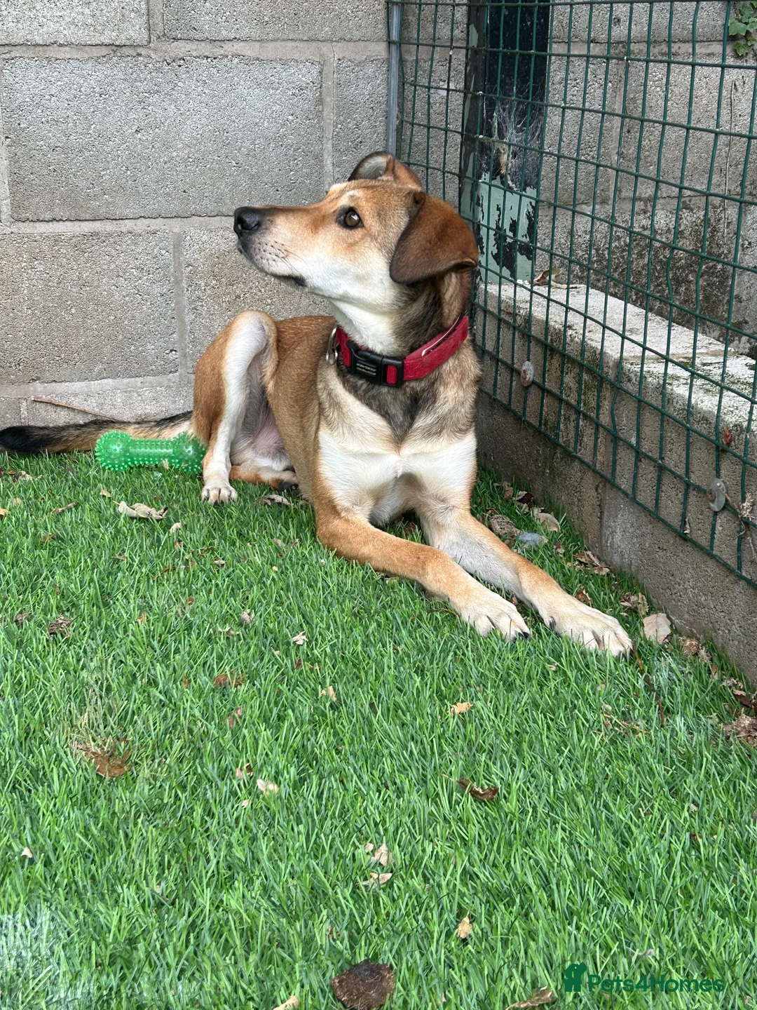 Mixed Breed dogs for adoption: Meet Barney, currently residing in Cheshire  in Nantwich - Advert 12