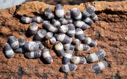 Mixed Breed invertebrates for sale: Isopods, clean up crew terrarium - Image 1