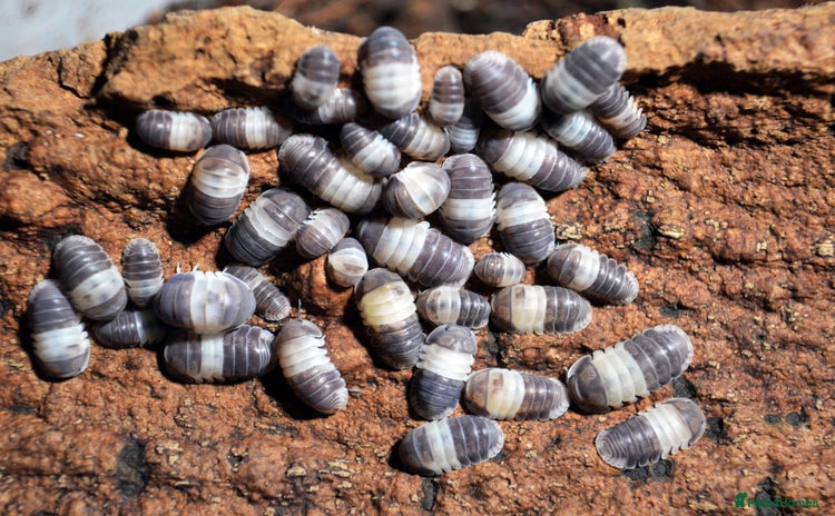Mixed Breed invertebrates - Advert 1