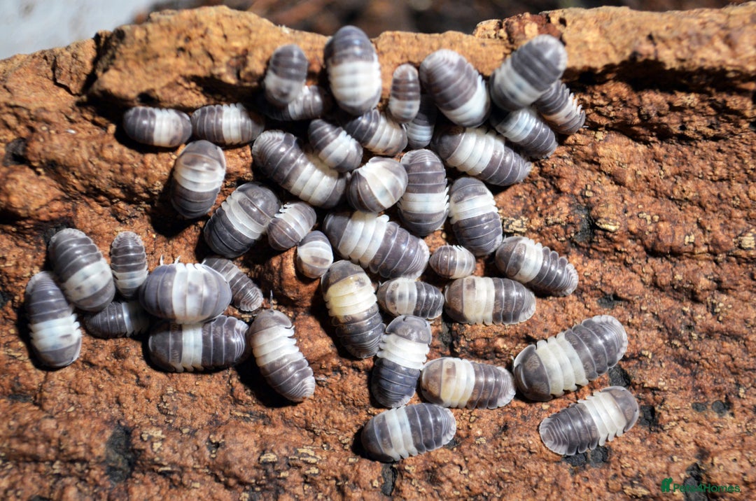 Mixed Breed invertebrates for sale: Isopods, clean up crew terrarium - Image 1