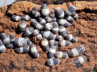 Mixed Breed invertebrates - Advert 15