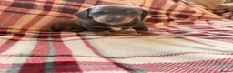 Dachshund dogs for sale: Quality Dachunds - Advert 35