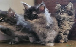 Maine Coon cats for sale: XXL Champion Line Maine Coons – Rare, Very Fluffy! - Advert 17