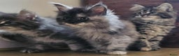 Maine Coon cats for sale: XXL Champion Line Maine Coons – Rare, Very Fluffy! - Advert 23