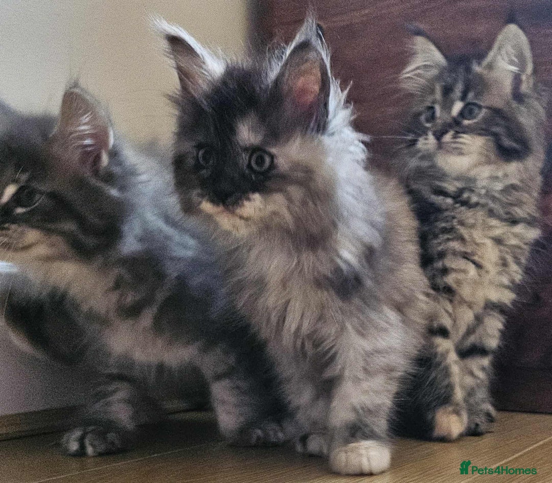 Maine Coon cats for sale: XXL Champion Line Maine Coons – Rare, Very Fluffy! - Advert 17