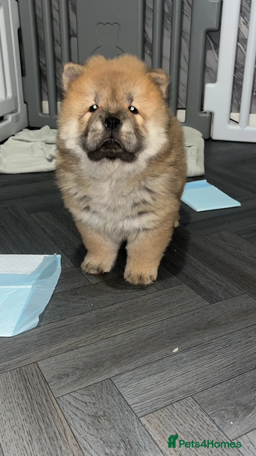 Chow Chow dogs for sale: 1 female left chow chow  - Advert 6