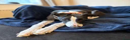 Greyhound dogs for sale: Ex racing greyhound  - Advert 2