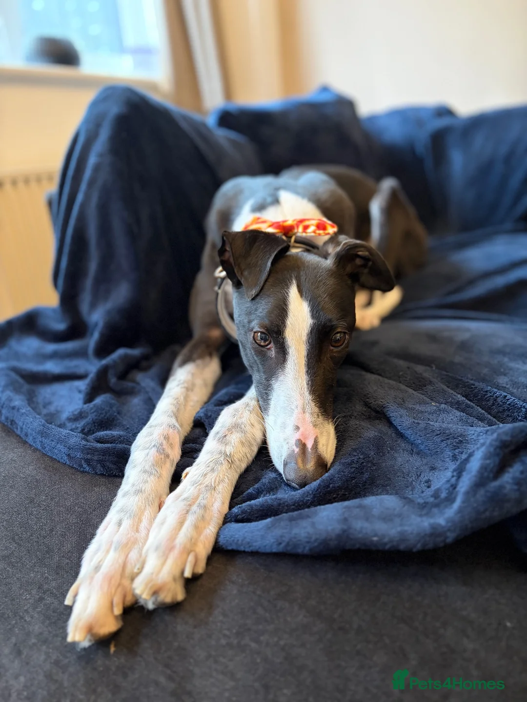 Greyhound dogs for sale: Ex racing greyhound  - Advert 2