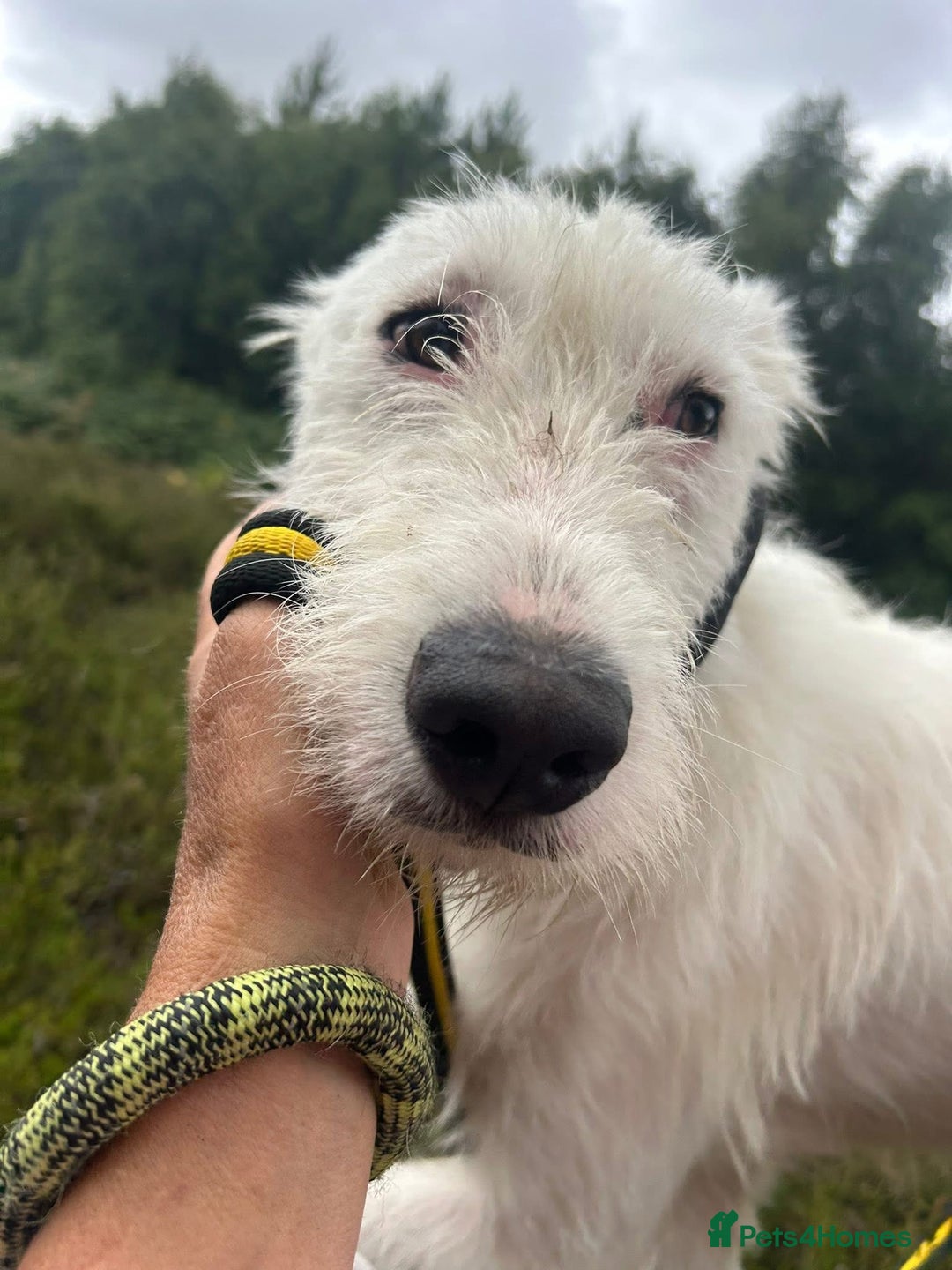 Mixed Breed dogs for adoption: Peter - Norwich Norfolk  - Image 6