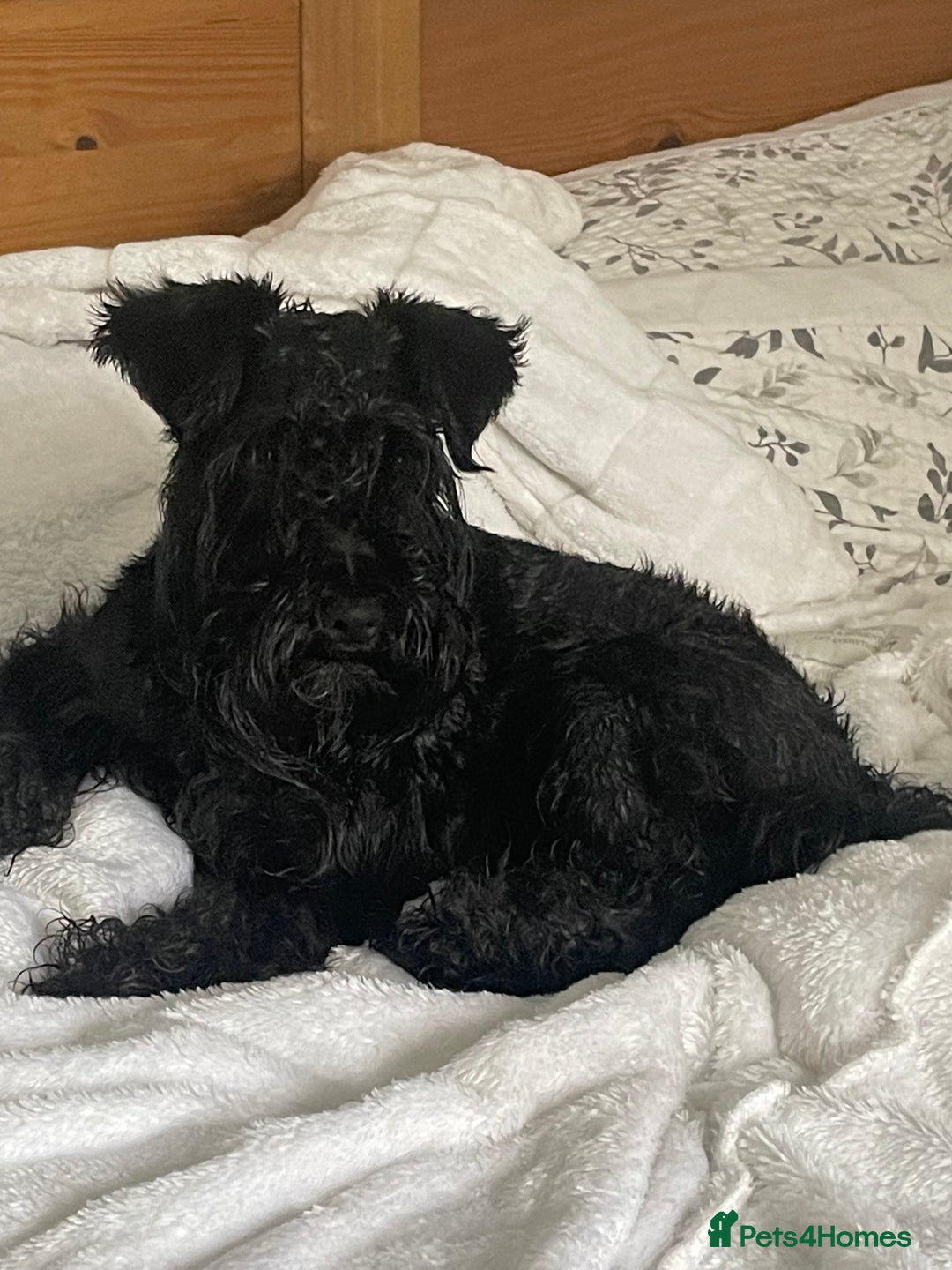 Miniature Schnauzer dogs for stud: KC reg Miniature Schnauzer Proven 'super' Stud  in Cockermouth - Advert 2