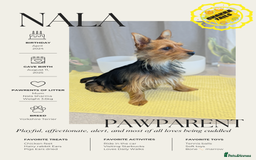 Yorkshire Terrier dogs for sale: 3 Male Yorkshire terriers left  - Image 8