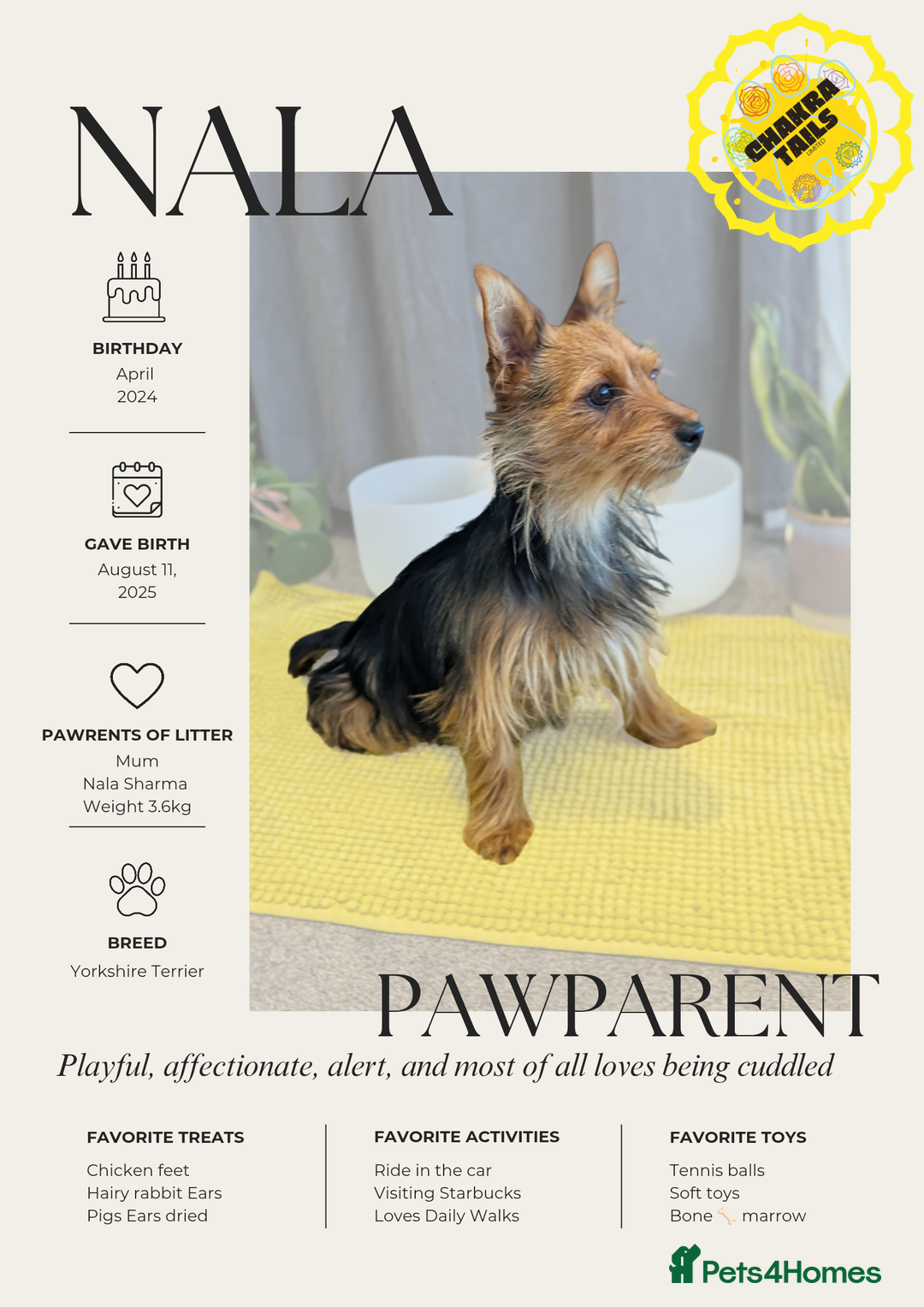 Yorkshire Terrier dogs for sale: 3 Male Yorkshire terriers left  - Image 8