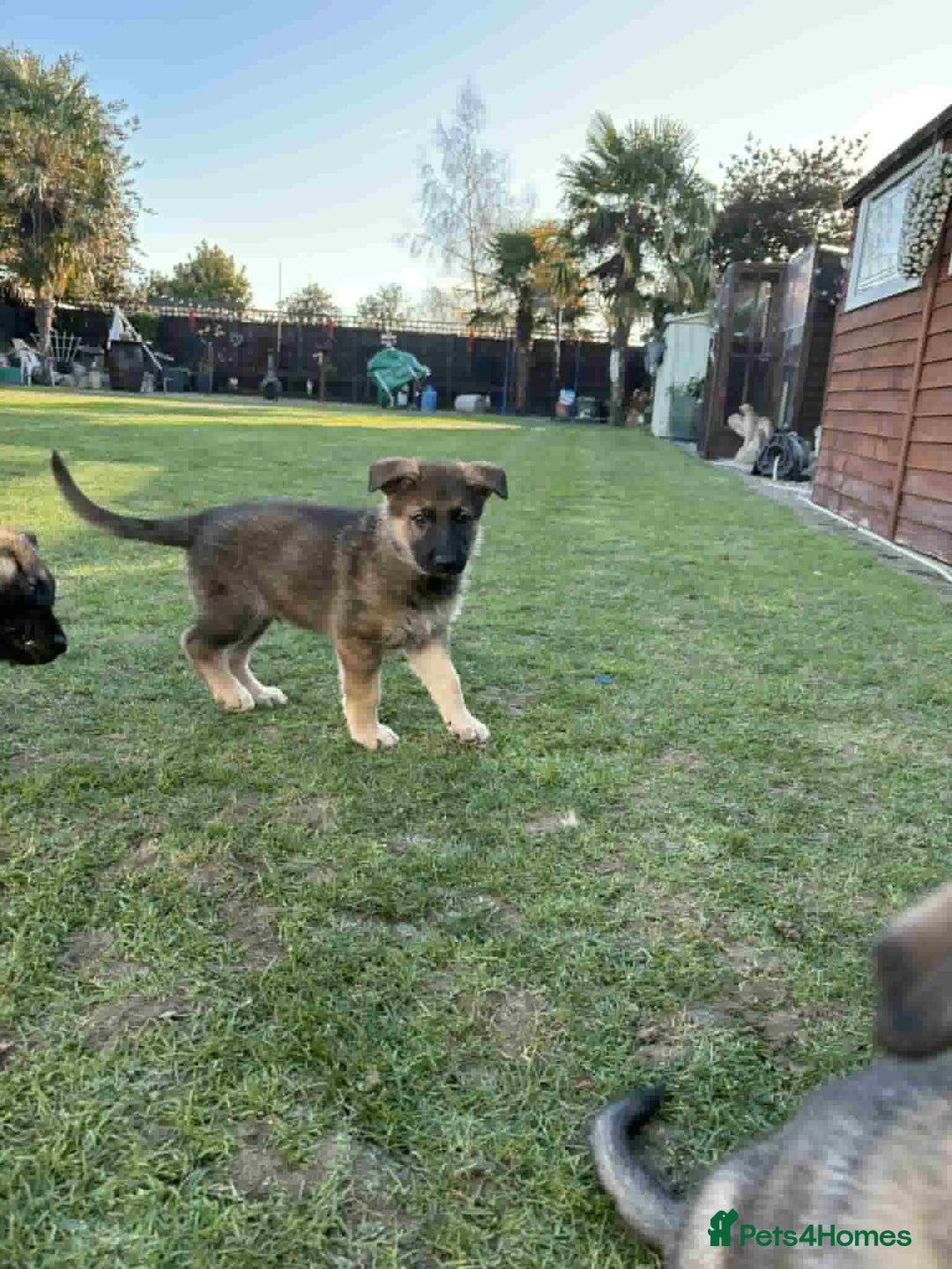 German Shepherd dogs for sale: 8 week German Shepherd puppy - Advert 5