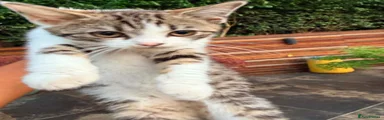 British Shorthair 1