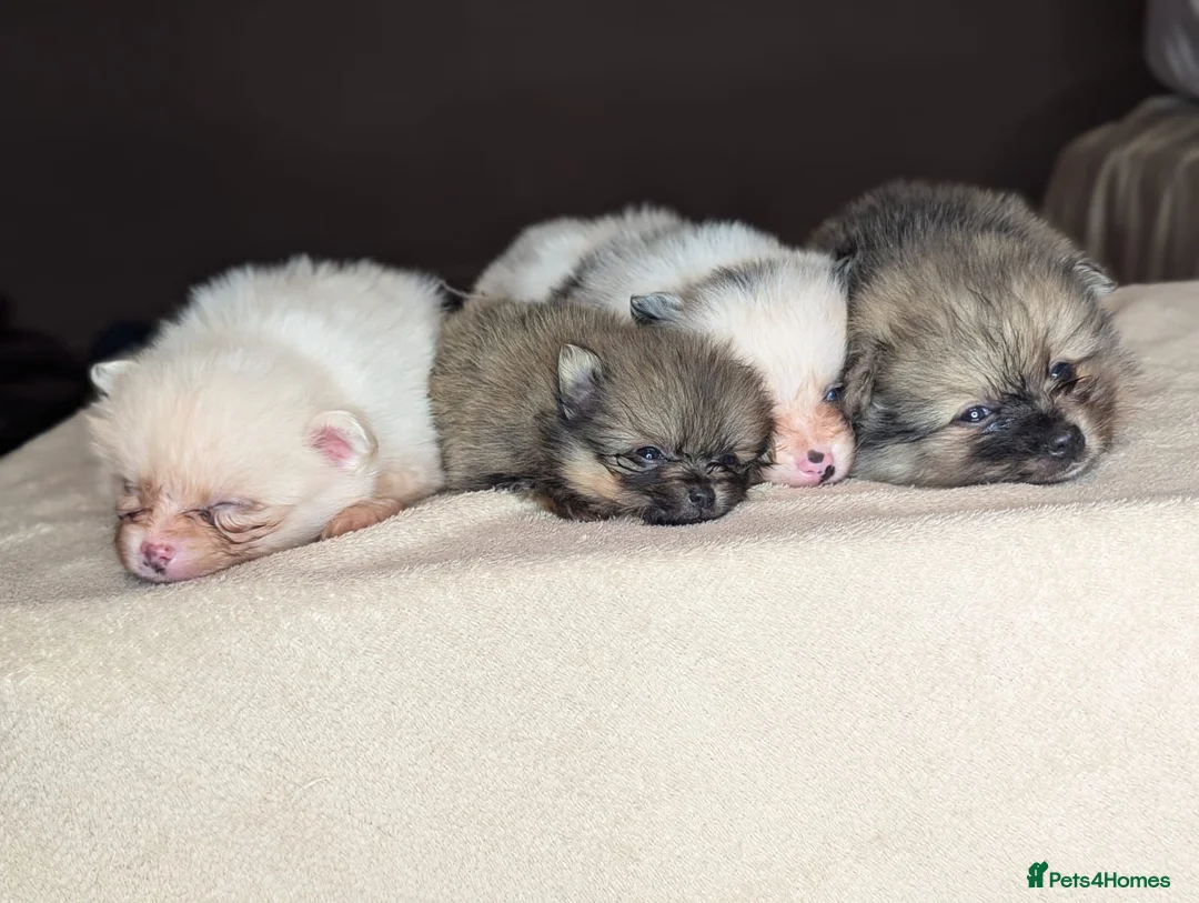 Pomeranian dogs for sale: 🐾 Adorable Merle Pomeranian Puppies for Sale 🐾 - Advert 35