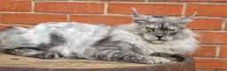 Maine Coon cats for stud: Black smoke boy from shaded line  - Advert 6