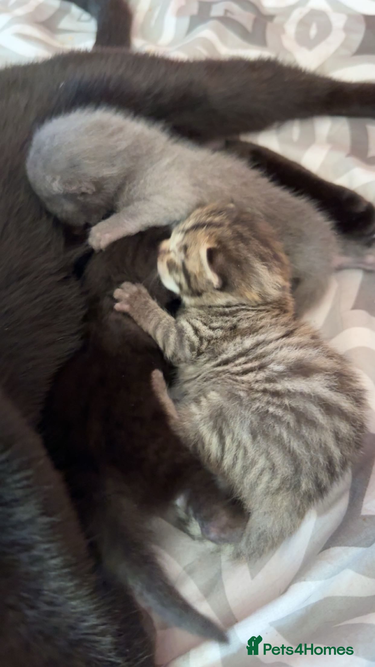 Mixed Breed cats Read add  - Advert 9