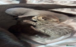 Mixed Breed cats for sale: 6 kittens looking for new homes  - Advert 1