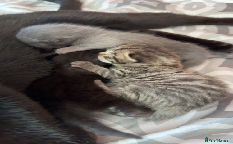 Mixed Breed cats 6 kittens looking for new homes  - Advert 1