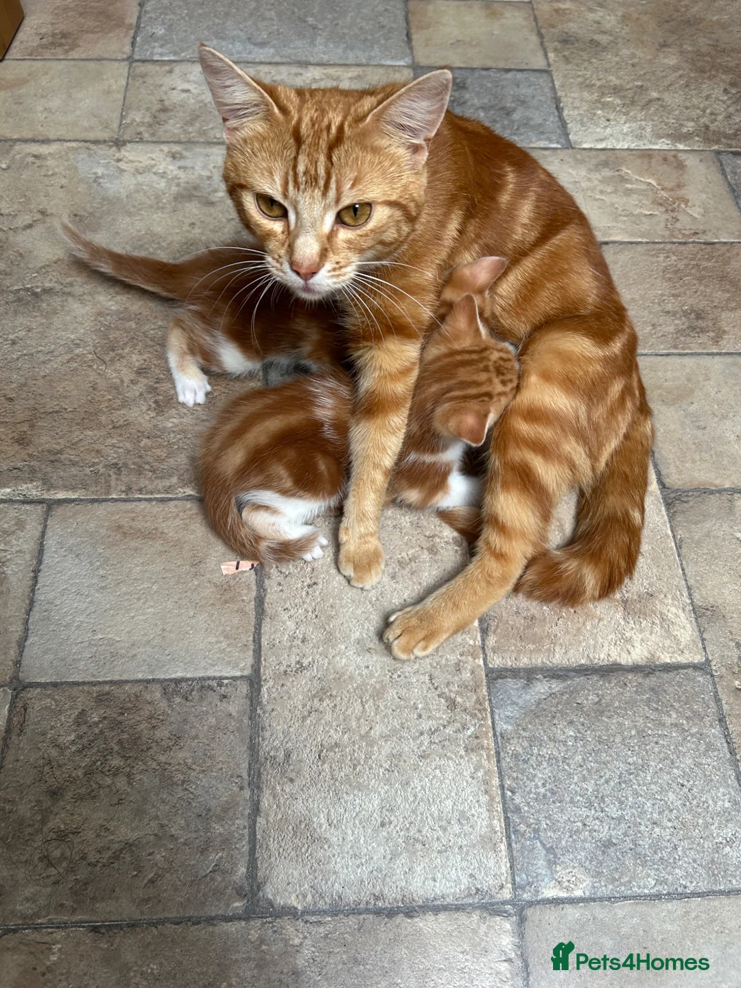 Mixed Breed cats for sale: Adorable farm kittens  - Advert 2
